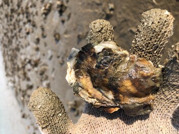 Measuring the growth of oysters on restored reefs is key to understanding restoration success. Photo from Hong Kong. Photo credit: Dr D. Ashley Hemraj.